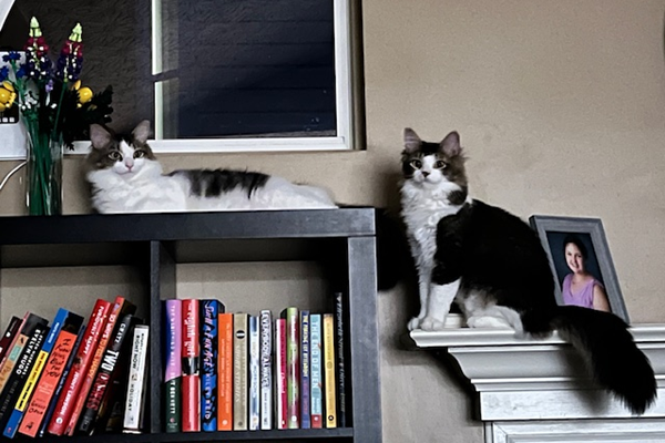 Two black and white cats laying and sitting on bookshelves